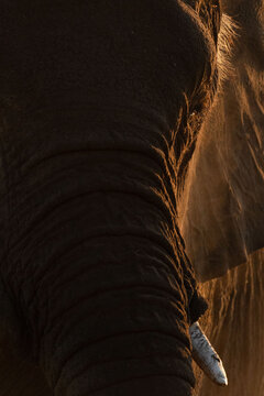 A large desert Elephant bathes in the dust at Okakuejo, Etosha National Park, Namibia.