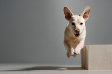 joyful dog captured in midair jumping over obstacle positioned on left side of frame