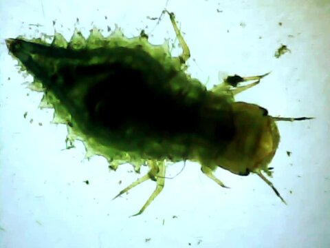 Aquatic larva insect in the water