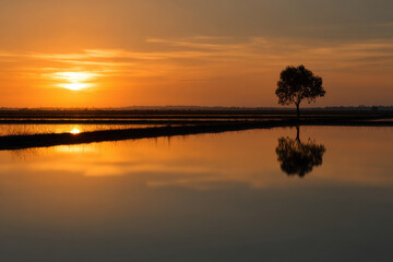 serene rice terrace landscape in bangladesh during golden hour featuring solitary tree
