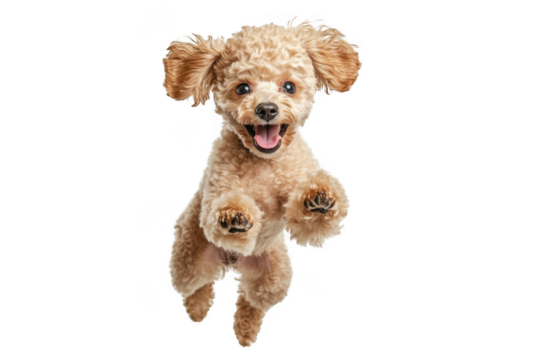 Joyful toy poodle dog mid air jump with open mouth isolated on transparent background