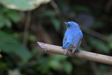 blue-throated blue flycatcher (Cyornis rubeculoides) at Dosdewa, Karimganj, Assam, India