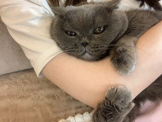 A thoughtful gray cat staring directly at the camera on a comfortable cushion