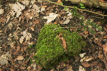Macro shot of vibrant green moss covering a rock in the forests of Mazandaran, Iran—an earthy and lush glimpse into the region's rich natural texture.