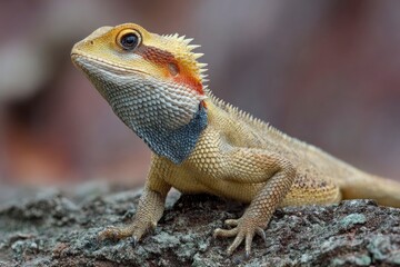 Bearded dragon resting on textured stone surface with yellow scales  spiky neck frill