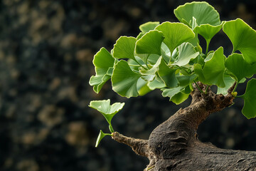 A Ginkgo Tree's Lush Green Leaves and Sturdy Trunk Silhouetted Against a Radiant Blue Horizon