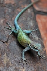 Fototapeta premium Lizard resting on a rock showcasing detailed scales and coloration