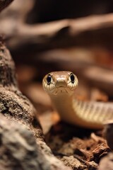 Fototapeta premium Snake gazes forward with a clear focused stare Its head featuring large eyes is framed by earthy browns