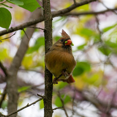 red headed woodpecker