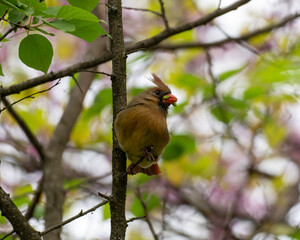 red headed woodpecker on branch