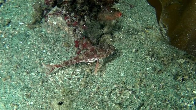 A small, speckled sea raven rests upon the grainy, grey-green sea floor in the Arctic waters of the White Sea, blending into its environment, near algae and rocks.