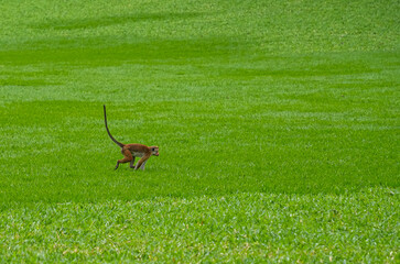 Toque Macaques (Macaca Sinica) in Peradeniya Royal Botanical Gardens, Kandy, Sri Lanka, Asia
