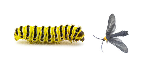grapeleaf skeletonizer moth caterpillar - Harrisina americana - common in eastern half of United...