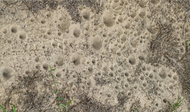 ant lion - larval form possibly myrmeleon immaculatus - view of cone shaped, conical, pit fall traps in Florida sugar sand.  small insect trapped in bottom