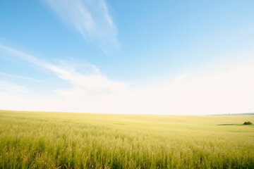 Obraz premium A wide view of a field of green grass under a blue sky.