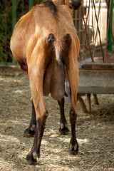 Obraz premium vertical photo of a goat with a milk udder, standing with its back to the camera. The topic of animal husbandry and farming