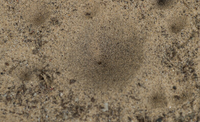 ant lion - larval form possibly myrmeleon immaculatus - view of cone shaped, conical, pit fall traps in Florida sugar sand.  small insect trapped in bottom