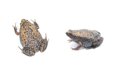 Gastrophryne carolinensis, the eastern narrow mouthed toad, is a species of frog. It is a small amphibian found in damp, shady habitats. Isolated on white background with copy space