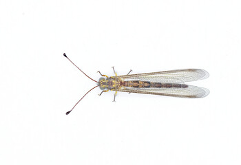 Appendicular Owlfly owl fly - Ascaloptynx appendiculatus - with long, clubbed antennae and large, bulging eyes. is a  predator, with both adults and larvae feeding on other insects or bugs. isolated