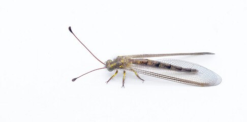 Appendicular Owlfly owl fly - Ascaloptynx appendiculatus - with long, clubbed antennae and large, bulging eyes. is a  predator, with both adults and larvae feeding on other insects or bugs. isolated