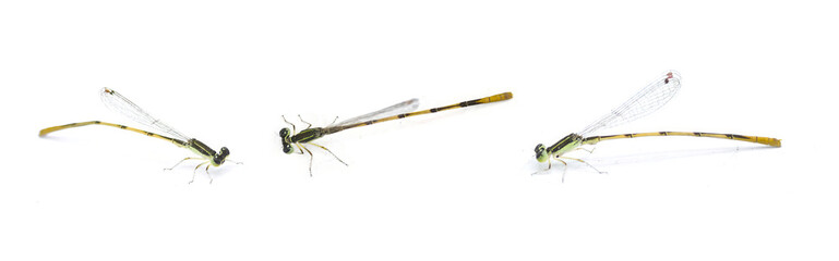 citrine forktail - Ischnura hastata - is a damselfly of the family Coenagrionidae isolated on white background with copy space. Adult males have a black head and thorax, with blue markings