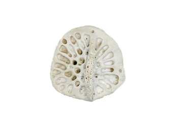 scute of an American alligator - A. mississippiensis - Bony plate inside the skin, called osteoderms or scutes, make the skin very hard to penetrate and are similar to scales. Isolated on white