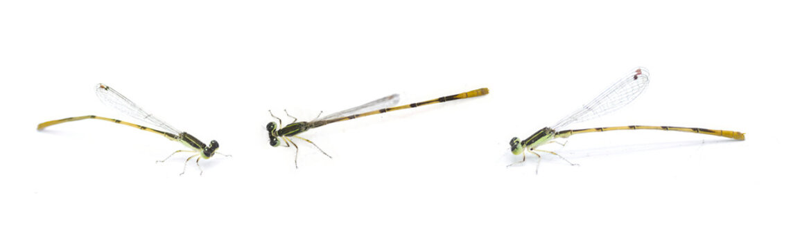 citrine forktail - Ischnura hastata - is a damselfly of the family Coenagrionidae isolated on white background with copy space. Adult males have a black head and thorax, with blue markings