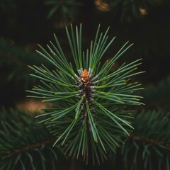 Closeup of a Lush Green Pine Branch