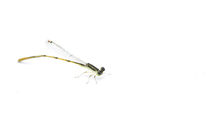 citrine forktail - Ischnura hastata - is a damselfly of the family Coenagrionidae isolated on white background with copy space. Adult males have a black head and thorax, with blue markings