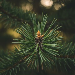 Closeup of a Pine Tree Branch with New Growth