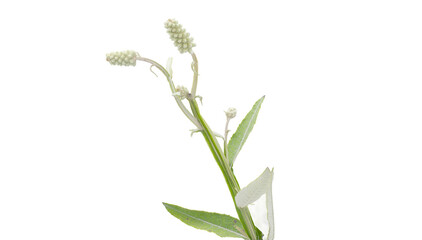 Blackroot - Pterocaulon pycnostachyum - found statewide in Florida in a variety of sunny upland habitats. Flower fruit macro close up high resolution detailed, isolated