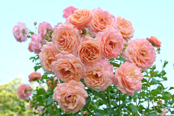 Pink and orange climbing rose, rosa ‘Peach Melba’ in flower.