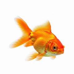 gold fish isolated on white background