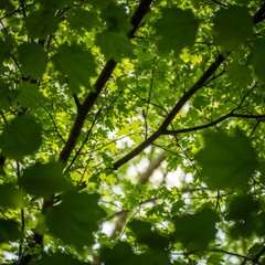 Fototapeta premium Lush Green Tree Leaves in Bright Sunlight