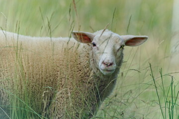 Obraz premium Domestic sheep in the field. Hidden in the grass.