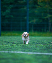 shih tzu dog on a soccer field in summer
