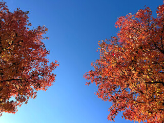 Autumn trees leaves against sky.
