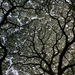Obraz premium Overhead View of Lush Green Tree Canopy