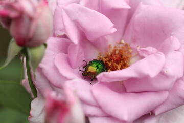 A shiny green May beetle is inside a purple rose.