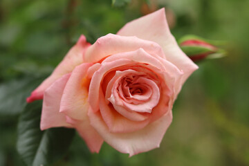 A small pale pink rose is beginning to bloom in the garden.