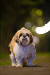 shih tzu dog on the road in a park in the evening in summer