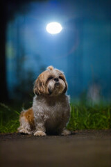 shih tzu dog on the road in a park in the evening in summer