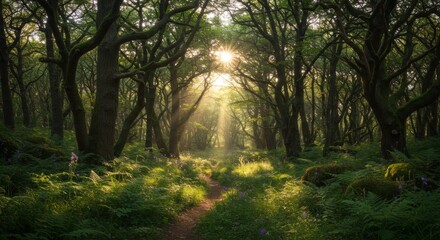 Obraz premium Sunlit Forest Path: Lush Green Canopy and Soft Light