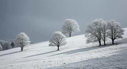 Fototapeta premium Snowy Hillside with Frost Covered Trees