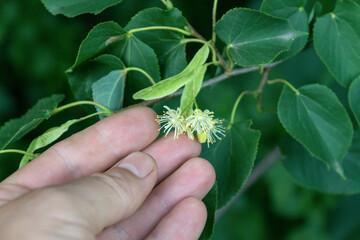 Delicate linden flowers with white stamens are held in a hand amidst vibrant green leaves,...