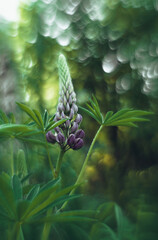 Lupinus polyphyllus is a species of plant in the legume family.Artistic photo with a lupine flower.