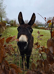 a funny close-up of a donkey looking you in the eye