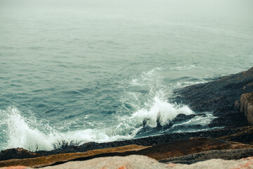 Kelp being pulled up from the force of waves along Acadia National Park's shoreline.