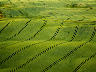 Rolling Green Fields with Crop Lines