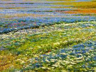 Colorful Wildflower Meadow in Full Bloom